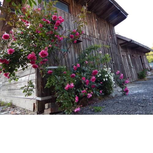 Apartman Bolkovac