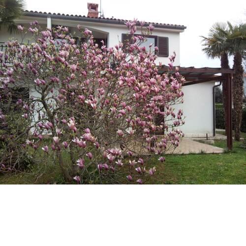 Apartment Lana in Zambratija