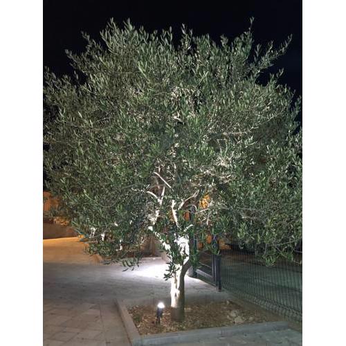 Apartment Maslina Bidol