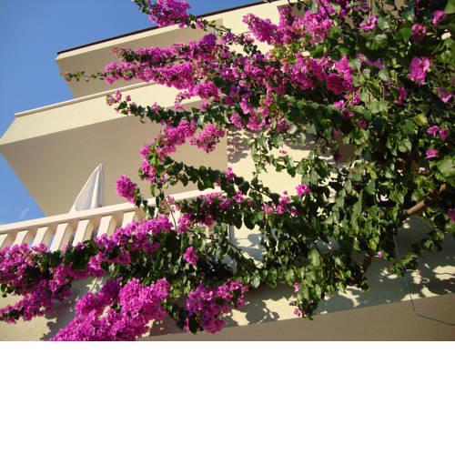 Apartments Villa Čizmić