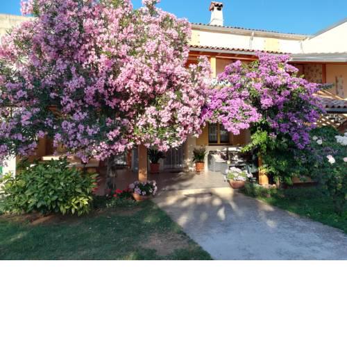 Domus Oleander