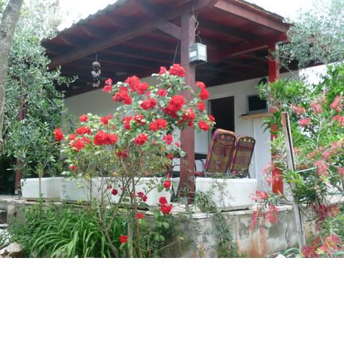 House with big walled oliva garden