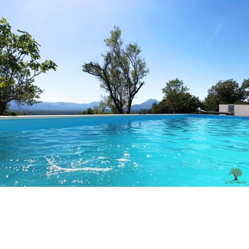La Finca OliveTree