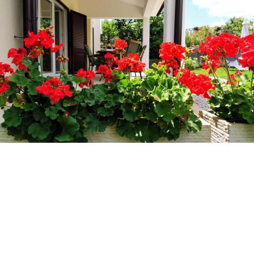 Leni Apartment Labin