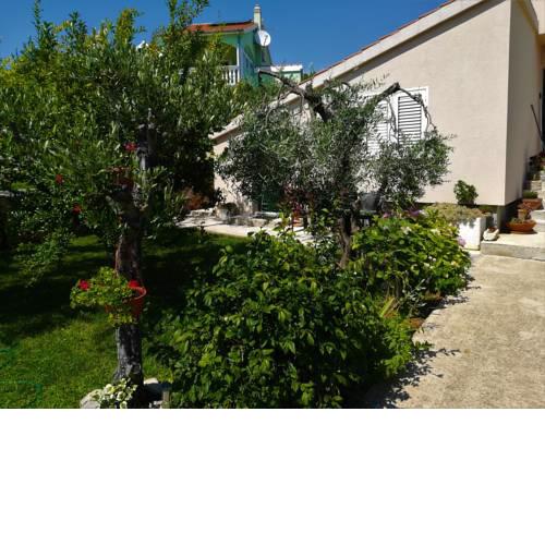 Olive grove